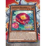 CAMELIA NATURIA ( DABL-FR021 )