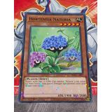 HORTENSIA NATURIA ( HAC1-FR107 ) DUEL TERMINAL