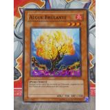 ALGUE BRULANTE ( IOC-FR062 )