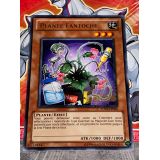 PLANTE FANTOCHE ( TU05-FR006 )